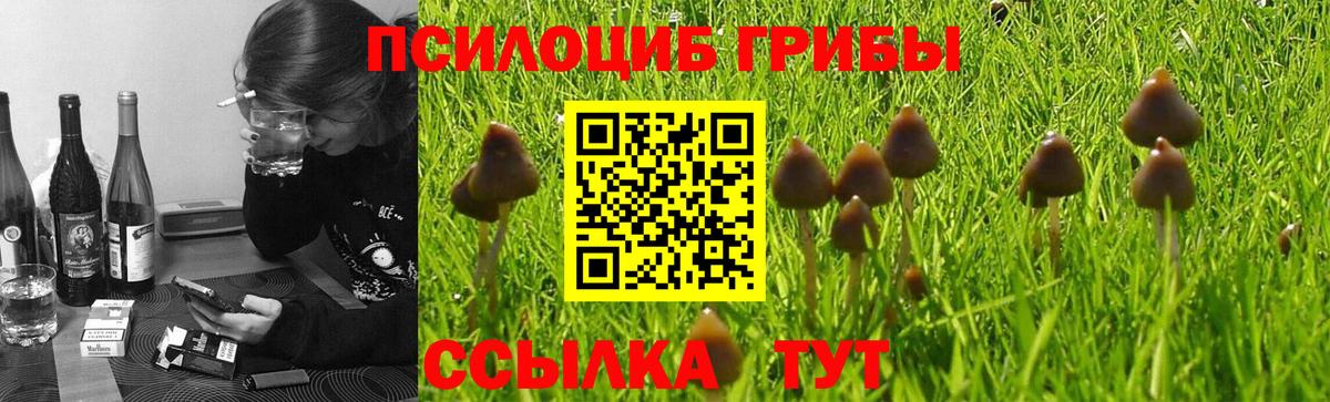 Псилоцибиновые грибы Psilocybine cubensis Коломна